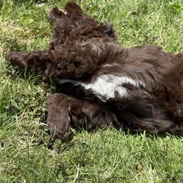 Australian Labradoodle and Labradoodle Puppies from Tango Wool Labradoodles