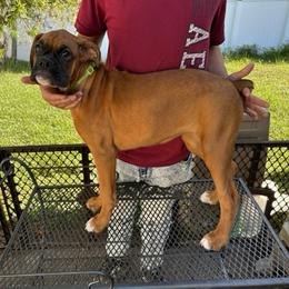 Tequila 1100.00 - Fawn female Boxer puppy in S AI Nt Cloud, Florida from SMART AKC Boxers