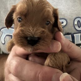 Carolyn - Red female Cavapoo puppy in Osseo, Michigan from Smiths Fluffy butts