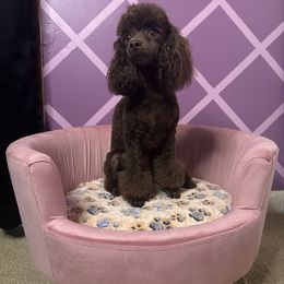 Artemis - Poodle
