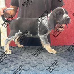 Riley - Blue ticked and tan female Bluetick Coonhound puppy in Mount Pleasant, Texas from Harmons Hounds