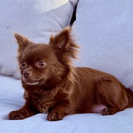 Tootsie - Chihuahua