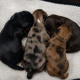 Dachshund puppies from Julie’s Jewels Puppies