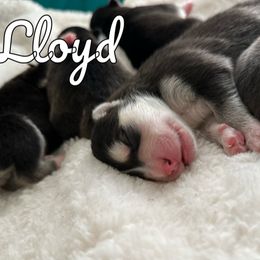 Pomsky Puppies from Proper Rose Pomskies