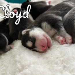 Pomsky Puppies from Proper Rose Pomskies