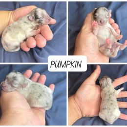Pumpkin - Merle Parti - Chocolate merle female Pomeranian puppy in Saint Ignatius, Montana from Pomeranians Montana