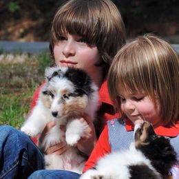 Cane Corso and Shetland Sheepdog Puppies from Redemption Kennels