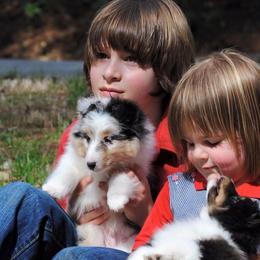 Cane Corso and Shetland Sheepdog Puppies from Redemption Kennels