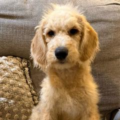 Journey Apricot gold - Apricot male Labradoodle puppy in Churchill County Fallon, Nevada from Card Family Ranch