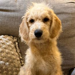 Journey Apricot gold - Apricot male Labradoodle puppy in Churchill County Fallon, Nevada from Card Family Ranch