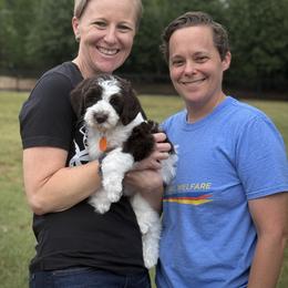 Lucky Country Idgie - Chocolate female Australian Labradoodle puppy in Wake Forest, North Carolina from Lucky Country Labradoodles