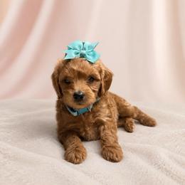 Loretta Lynn - Red  female Goldendoodle puppy in Hot Springs, Arkansas from Hot Springs Kennels
