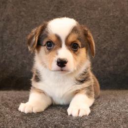 Patriot - Black and tan male Pembroke Welsh Corgi puppy in Arcanum, Ohio from Weissway Corgis