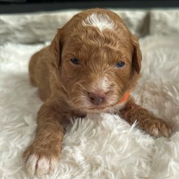 Nutmeg - Red male Bernedoodle puppy in Fort Wayne, Indiana from Crimson Curl Doodles