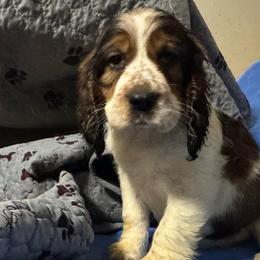 Scout (Lindy) - Liver white and tan female English Springer Spaniel puppy in Coeur D'alene, Idaho from Springer Hollow