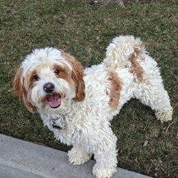 Ollie - Australian Labradoodle