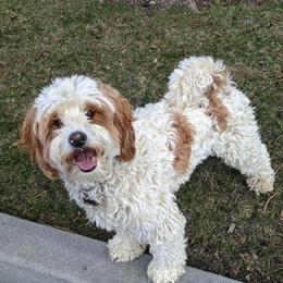 Ollie - Australian Labradoodle