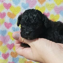 Girl 1 - Black Poodle puppy in Mabelvale, Arkansas from Durham's Designer Poos
