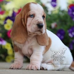 ESPN - Mahogany and white female Basset Hound puppy in Pollock, Missouri from Northstar