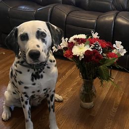 Dalmatians from Seeing Spots Dalmatians of Spokane