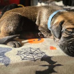 Beetlejuice - Fawn male Great Dane puppy in New York from Port Bay Danes