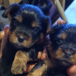 French Bulldogs and Silky Terriers from Fur-Ever Friends