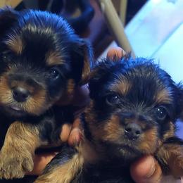 French Bulldogs and Silky Terriers from Fur-Ever Friends
