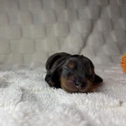 Amo - Dapple male Dachshund puppy in Murrieta, California from Dash of Love
