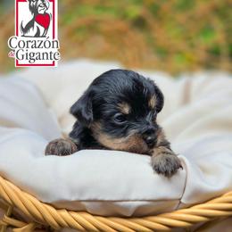 Lucky - Black and tan male Yorkshire Terrier puppy in California from Corazon de gigante