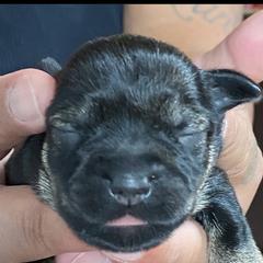 Miniature Schnauzer Puppies from G2G BREEDER