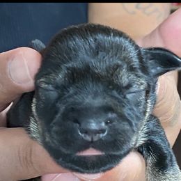 Miniature Schnauzer Puppies from G2G BREEDER