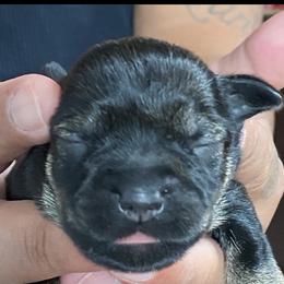 Miniature Schnauzer Puppies from G2G BREEDER