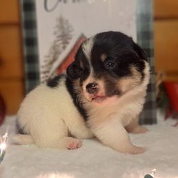 Cow - Black and white male American Corgi puppy in Gouverneur, New York from St. Lawrence Corgis