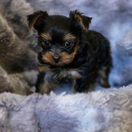 Girl 1 - Black and tan female Yorkshire Terrier puppy in Aiken, South Carolina from Yorkshires Yorkies