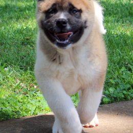 Akita Puppies from Akitas by Denali