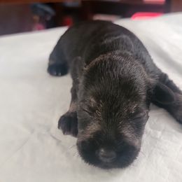 Boy 2 - Salt and pepper Miniature Schnauzer puppy in California from Kings Miniature Schanuzers