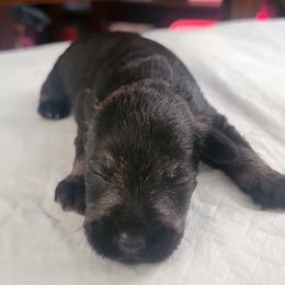 Boy 2 - Salt and pepper Miniature Schnauzer puppy in California from Kings Miniature Schanuzers