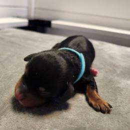 Blue - Black and tan female Dachshund puppy in Amarillo, Texas from Panhandle Dashing Doxies