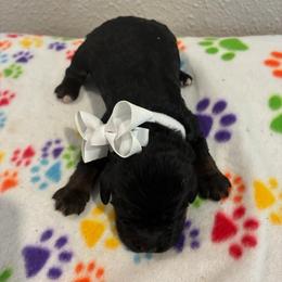Holly - Black and white female Cockapoo puppy in Brookings, South Dakota from Hofer Pups