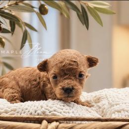 Girl 2 - Red  female Poodle puppy in Glen Rose, Texas from Maple Bloom Canine Co.