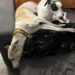 Whippet puppies from Infinity Whippets