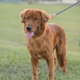 Bingo  - Golden Retriever