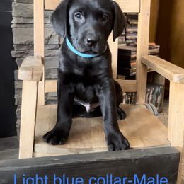 Labrador Retriever Puppies from Crown Royal hunting Labs