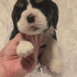 Farrah - Black white and tan female Cocker Spaniel puppy in Florence, South Carolina from Reddick's American Cocker Spaniels