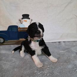 Toast - Black and white male Sheepadoodle puppy in Weatherford, Texas from Oodles of poodles and doodles