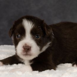 Toy Australian Shepherds from Toy Aussie Station