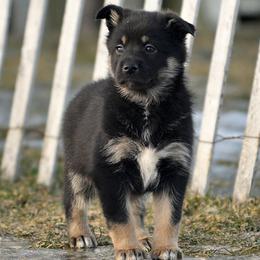 Pink Girl - Säde - Black and tan female Lapponian Herder puppy in Prattsburgh, New York from Maalattu Koirankoppi Lapponian Herders
