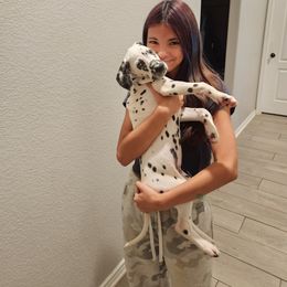 Dalmatian Puppies from America's Dalmatian Friends