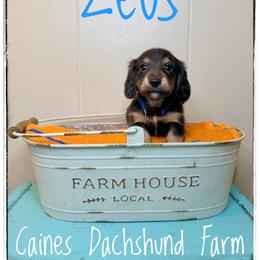 Zeus - Black and cream male Dachshund puppy in Cincinnati, Ohio from Caines Dachshund Farm