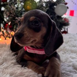 Sterling - Blue and tan female Dachshund puppy in Wallingford, Kentucky from Hensley Homestead Dachshunds